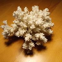 Grappolo di corallo  bianco marino