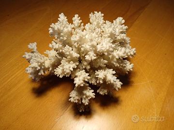 Grappolo di corallo  bianco marino