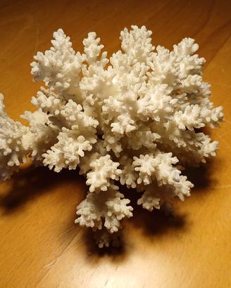 Grappolo di corallo  bianco marino