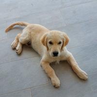 Cedo cucciolo golden retriever 3 mesi