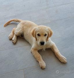 Cedo cucciolo golden retriever 3 mesi