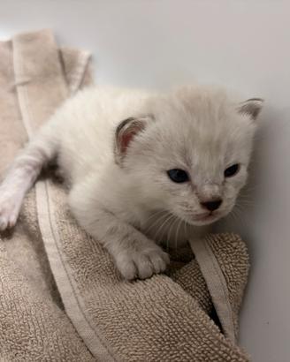 Splendide gattine ragdoll