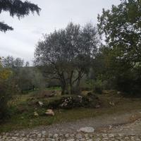 07a affittasi o vendesi piccola oliveta