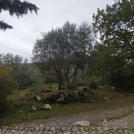 07a affittasi o vendesi piccola oliveta