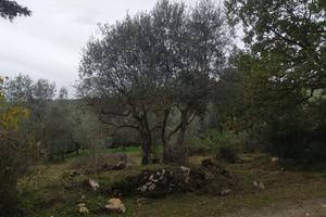 07a affittasi o vendesi piccola oliveta