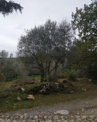 07a affittasi o vendesi piccola oliveta