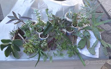 29 specie di piante grasse