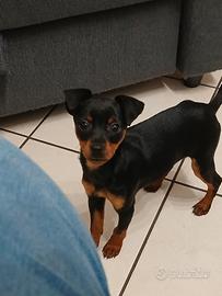Pinscher maschio