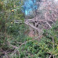 legna da ardere di ulivo