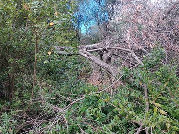 legna da ardere di ulivo