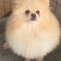 Spitz Pomerania Nano