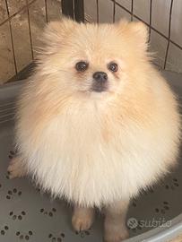 Spitz Pomerania Nano