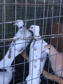 Tortore pettinate bianca pezzate