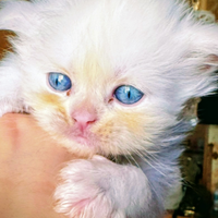 Cucciolo persiano occhi blu
