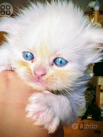Cucciolo persiano occhi blu