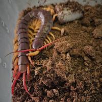 Scolopendra subspinipes