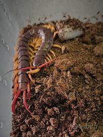 Scolopendra subspinipes