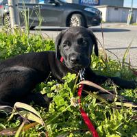 Cucciolo misto labrador 3 mesi a Pavia