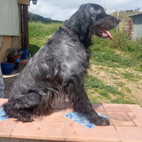 Cane da caccia setter inglese