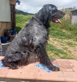 Cane da caccia setter inglese