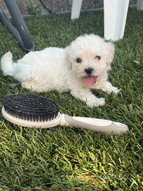 Cuccioli di Maltipoo femmine