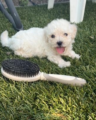 Cuccioli di Maltipoo femmine