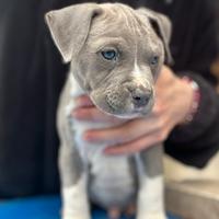 Amstaff cuccioli