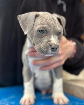 Amstaff cuccioli