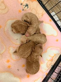 Disponibili Barboncini Toy