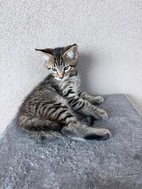 Maine Coon senza pedigree