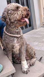 Cuccioli di Lagotto Romagnolo con pedigree