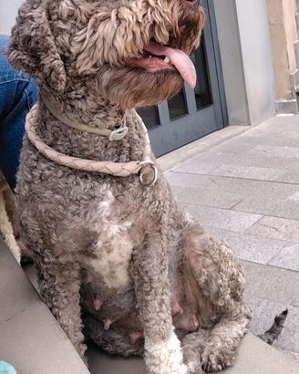 Cuccioli di Lagotto Romagnolo con pedigree