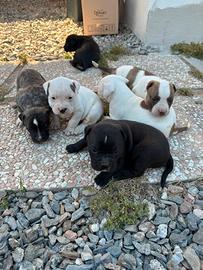 Cuccioli di pitbull