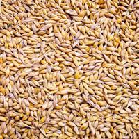 Orzo 20 kg