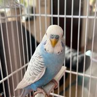 Cocorite 10 euro una