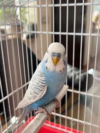 Cocorite 10 euro una