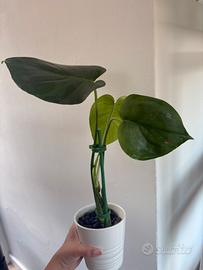 Monstera deliciosa