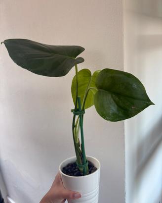 Monstera deliciosa