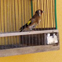 Cardellino