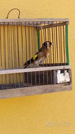 Cardellino