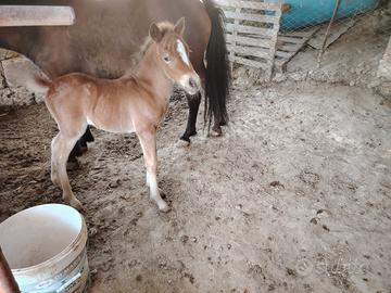 Pony