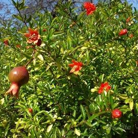piante e fiori
