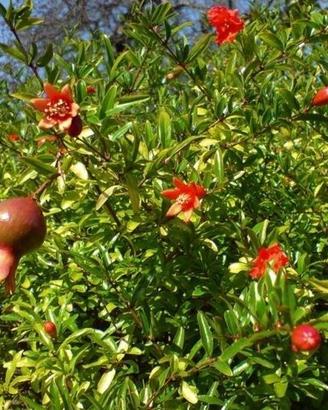 piante e fiori