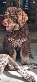 Lagotto romagnolo