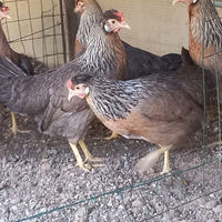 Legbar araucana marans