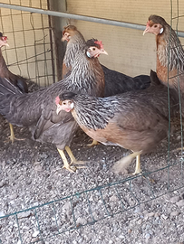 Legbar araucana marans