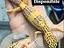 Immagine 4