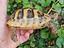 Immagine 3