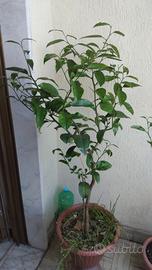 piante di agrumi 