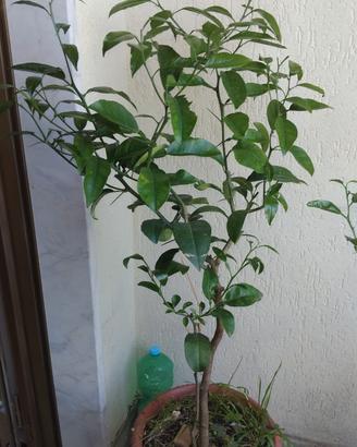 piante di agrumi 